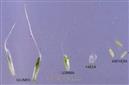  Parts of spikelet